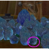 BlueRoachLarvaeggs.jpg