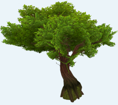 Birch Tree.PNG