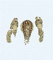 Thumbnail for version as of 13:44, 11 April 2021